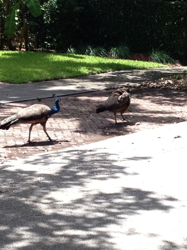 Although not a good picture, I wanted you guys to see that peacocks are a regular thing on the streets of the Grove. 