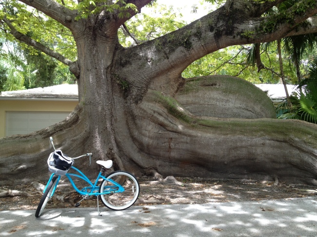 With the sound of the wind and of the fat tires turning on the ground, Baby Blue and I arrived at this tree that always blows my mind in total awesomeness when I see it.